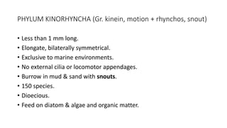 PHYLUM KINORHYNCHA (Gr. kinein, motion + rhynchos, snout)
• Less than 1 mm long.
• Elongate, bilaterally symmetrical.
• Exclusive to marine environments.
• No external cilia or locomotor appendages.
• Burrow in mud & sand with snouts.
• 150 species.
• Dioecious.
• Feed on diatom & algae and organic matter.
 