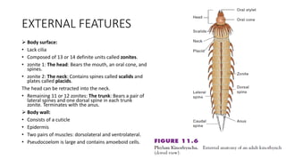 EXTERNAL FEATURES
 Body surface:
• Lack cilia
• Composed of 13 or 14 definite units called zonites.
• zonite 1: The head: Bears the mouth, an oral cone, and
spines.
• zonite 2: The neck: Contains spines called scalids and
plates called placids.
The head can be retracted into the neck.
• Remaining 11 or 12 zonites: The trunk: Bears a pair of
lateral spines and one dorsal spine in each trunk
zonite. Terminates with the anus.
 Body wall:
• Consists of a cuticle
• Epidermis
• Two pairs of muscles: dorsolateral and ventrolateral.
• Pseudocoelom is large and contains amoeboid cells.
 