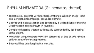 PHYLUM NEMATODA (Gr. nematos, thread)
• Triploblastic, bilateral, vermiform (resembling a worm in shape; long
and slender), unsegmented, pseudocoelomate.
• Body round in cross section and covered by a layered cuticle; molting
usually accompanies growth in juveniles.
• Complete digestive tract; mouth usually surrounded by lips bearing
sense organs.
• Most with unique excretory system comprised of one or two renette
cells or a set of collecting tubules.
• Body wall has only longitudinal muscles.
 
