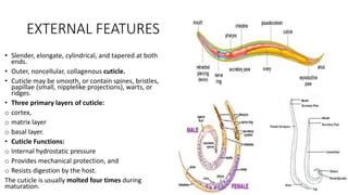 EXTERNAL FEATURES
• Slender, elongate, cylindrical, and tapered at both
ends.
• Outer, noncellular, collagenous cuticle.
• Cuticle may be smooth, or contain spines, bristles,
papillae (small, nipplelike projections), warts, or
ridges.
• Three primary layers of cuticle:
o cortex,
o matrix layer
o basal layer.
• Cuticle Functions:
o Internal hydrostatic pressure
o Provides mechanical protection, and
o Resists digestion by the host.
The cuticle is usually molted four times during
maturation.
 