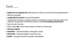 Cont.……
• Epidermis or hypodermis: Beneath the cuticle, surrounds the pseudocoelom.
• May be syncytial.
• Longitudinal muscles: Cause locomotion.
• Contraction of these muscles results in undulatory waves that pass from the
anterior to posterior end of the animal, creating thrashing movements.
• lack circular muscles.
• Some have lips, some have spines or teeth on those lips
• Sensory organs:
Amphids – chemoreceptors along the cuticle
Phasmids - chemoreceptors near the anus
Ocelli – eyespots found in aquatic nematodes
 
