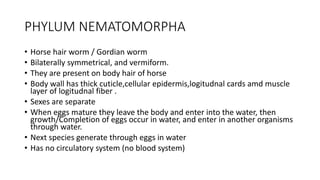 PHYLUM NEMATOMORPHA
• Horse hair worm / Gordian worm
• Bilaterally symmetrical, and vermiform.
• They are present on body hair of horse
• Body wall has thick cuticle,cellular epidermis,logitudnal cards amd muscle
layer of logitudnal fiber .
• Sexes are separate
• When eggs mature they leave the body and enter into the water, then
growth/Completion of eggs occur in water, and enter in another organisms
through water.
• Next species generate through eggs in water
• Has no circulatory system (no blood system)
 