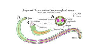 INVERTEBRATES ASCHELMINTHS.pdf