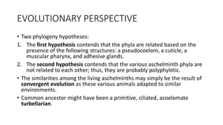 EVOLUTIONARY PERSPECTIVE
• Two phylogeny hypotheses:
1. The first hypothesis contends that the phyla are related based on the
presence of the following structures: a pseudocoelom, a cuticle, a
muscular pharynx, and adhesive glands.
2. The second hypothesis contends that the various aschelminth phyla are
not related to each other; thus, they are probably polyphyletic.
• The similarities among the living aschelminths may simply be the result of
convergent evolution as these various animals adapted to similar
environments.
• Common ancestor might have been a primitive, ciliated, acoelomate
turbellarian.
 