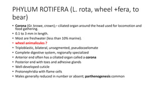 PHYLUM ROTIFERA (L. rota, wheel +fera, to
bear)
• Corona (Gr. krowe, crown),– ciliated organ around the head used for locomotion and
food gathering.
• 0.1 to 3 mm in length.
• Most are freshwater (less than 10% marine).
• wheel animalicules ?
• Triploblastic, bilateral, unsegmented, pseudocoelomate
• Complete digestive system, regionally specialized
• Anterior end often has a ciliated organ called a corona
• Posterior end with toes and adhesive glands
• Well-developed cuticle
• Protonephridia with flame cells
• Males generally reduced in number or absent; parthenogenesis common
 