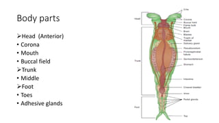 Body parts
Head (Anterior)
• Corona
• Mouth
• Buccal field
Trunk
• Middle
Foot
• Toes
• Adhesive glands
 