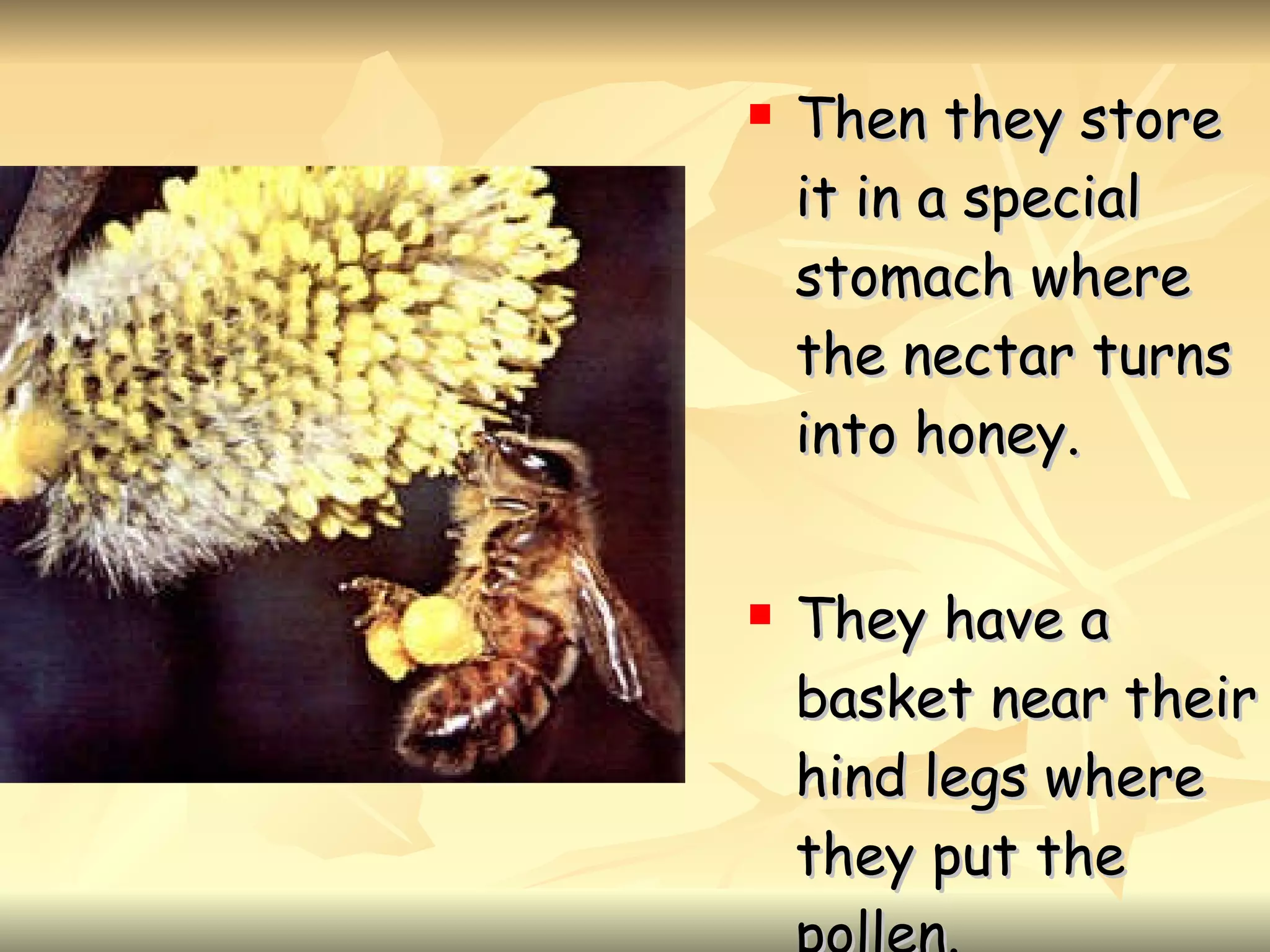 Then they store it in a special stomach where the nectar turns into honey. They have a basket near their hind legs where they put the pollen.