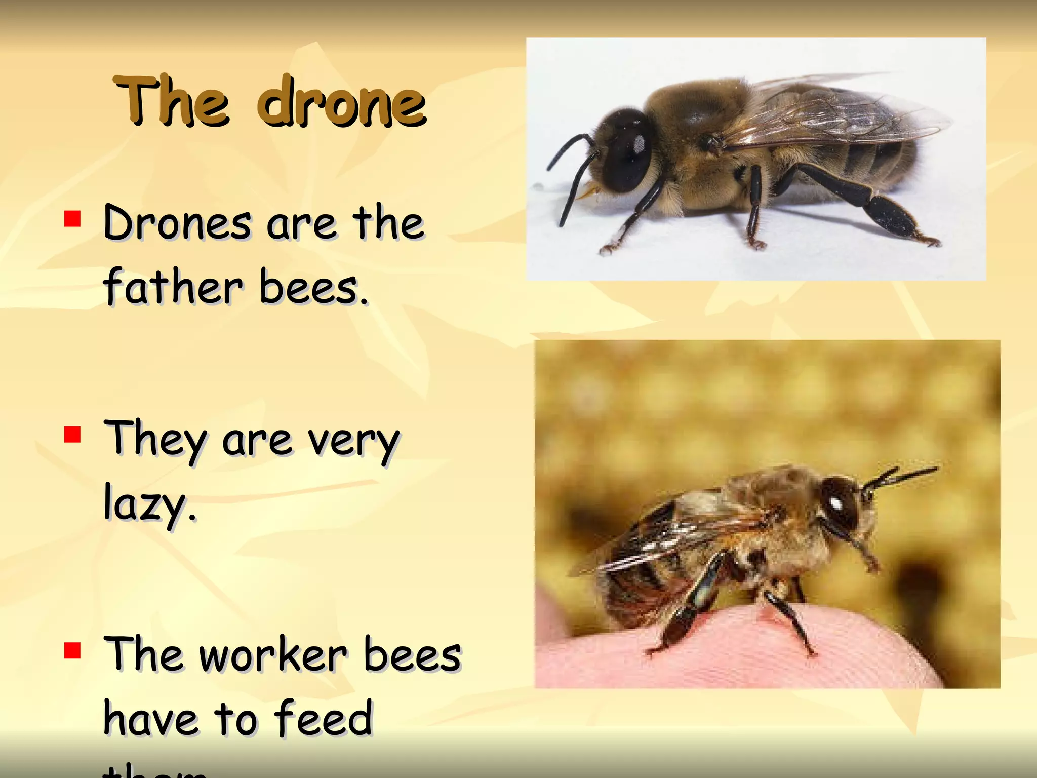 The drone Drones are the father bees. They are very lazy. The worker bees have to feed them.