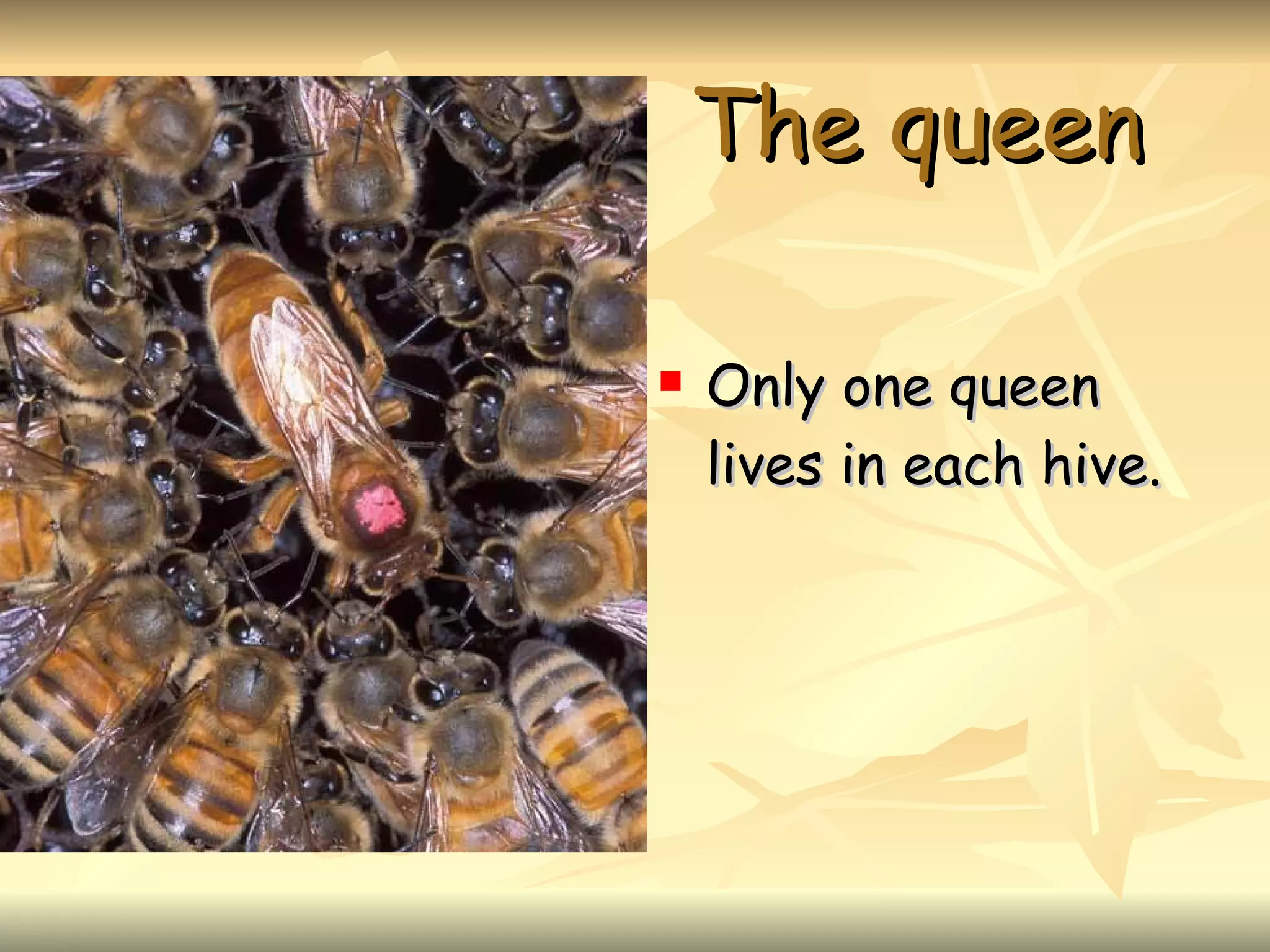 The queen Only one queen lives in each hive.