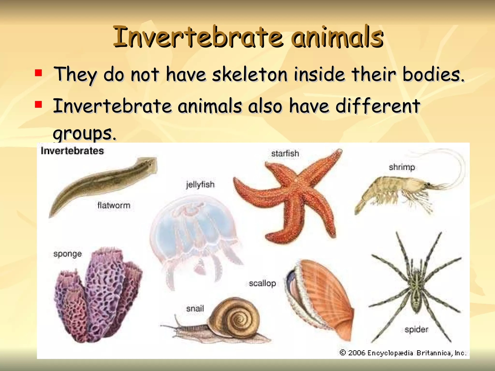 Invertebrate animals They do not have skeleton inside their bodies. Invertebrate animals also have different groups.