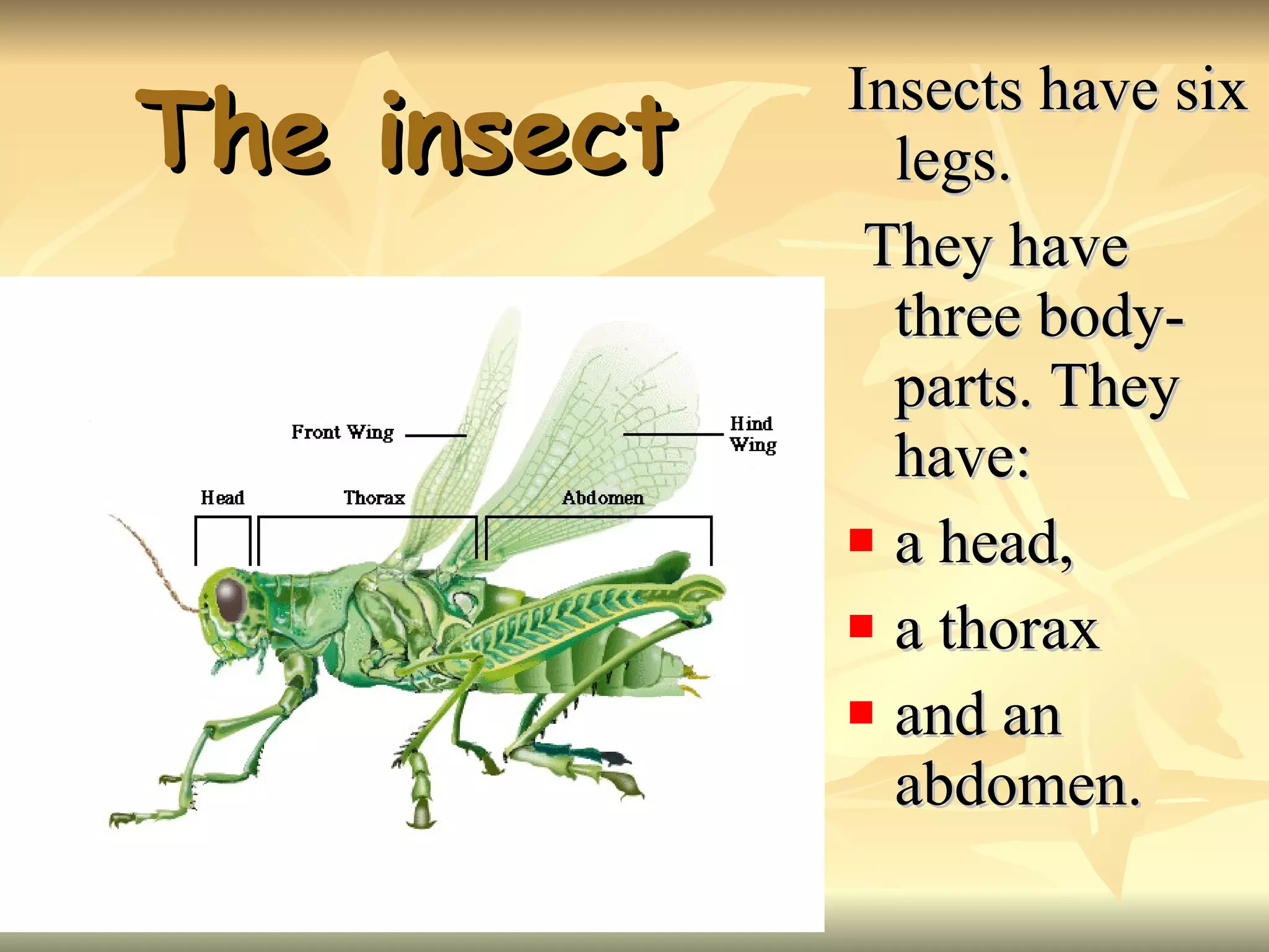 The insect Insects have six legs. They have three body-parts. They have: a head, a thorax and an abdomen.