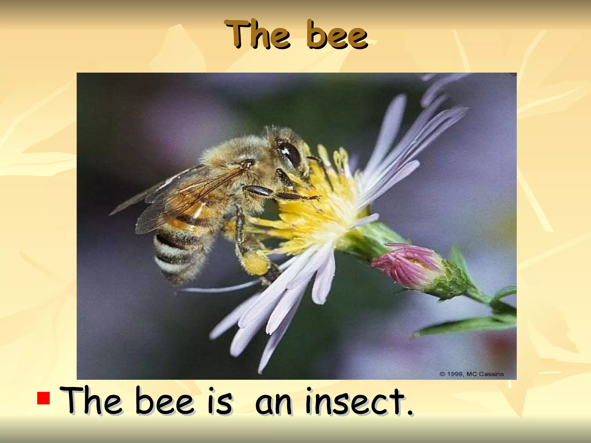 The bee The bee is an insect.