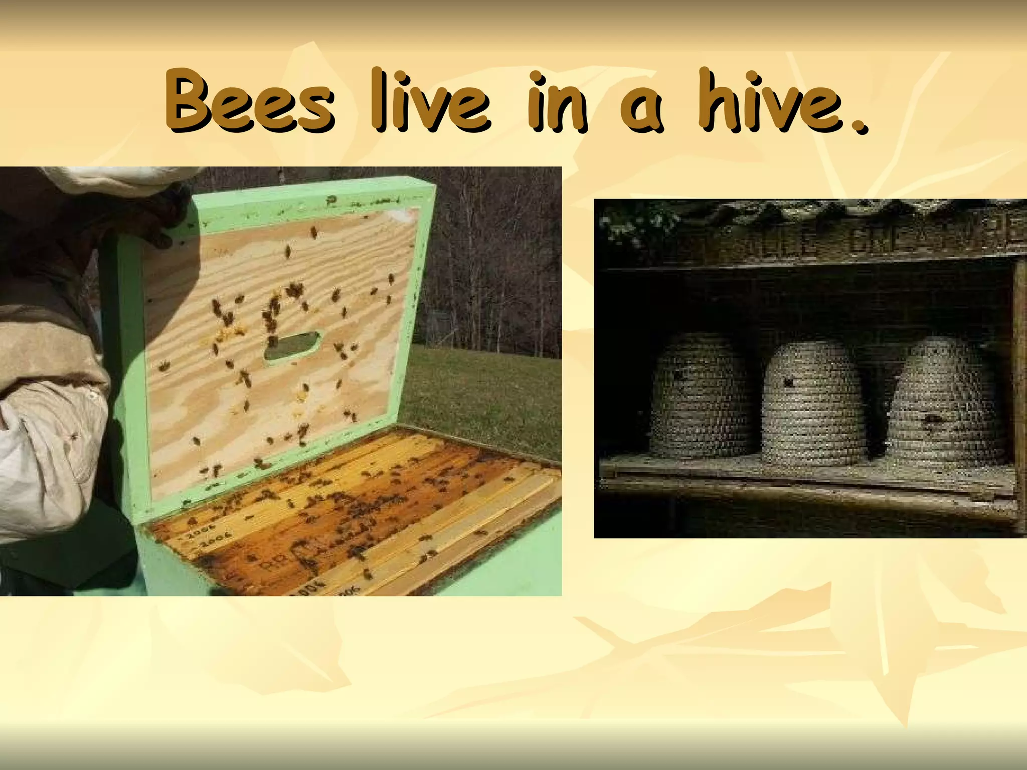 Bees live in a hive.