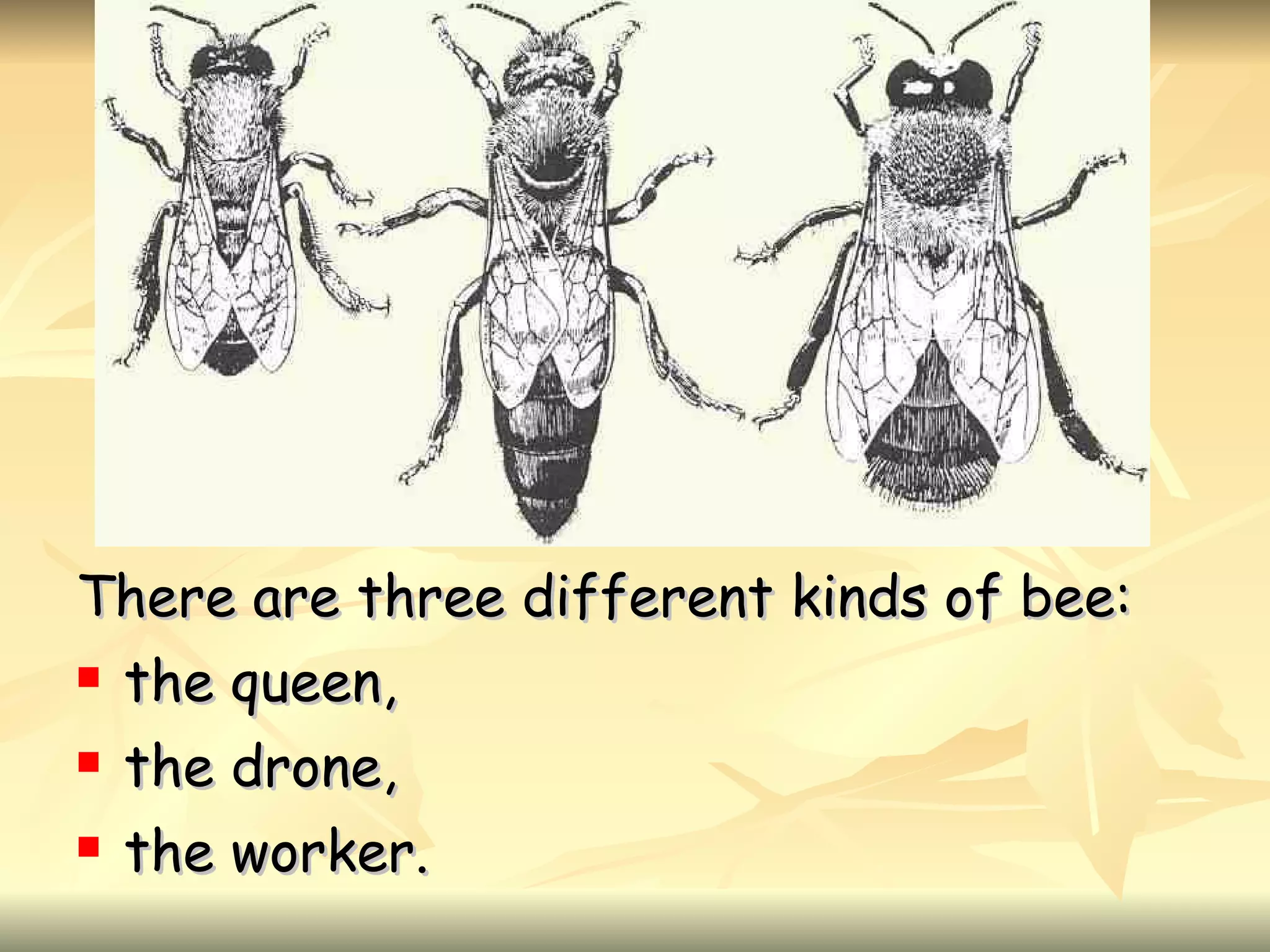 There are three different kinds of bee: the queen, the drone, the worker.