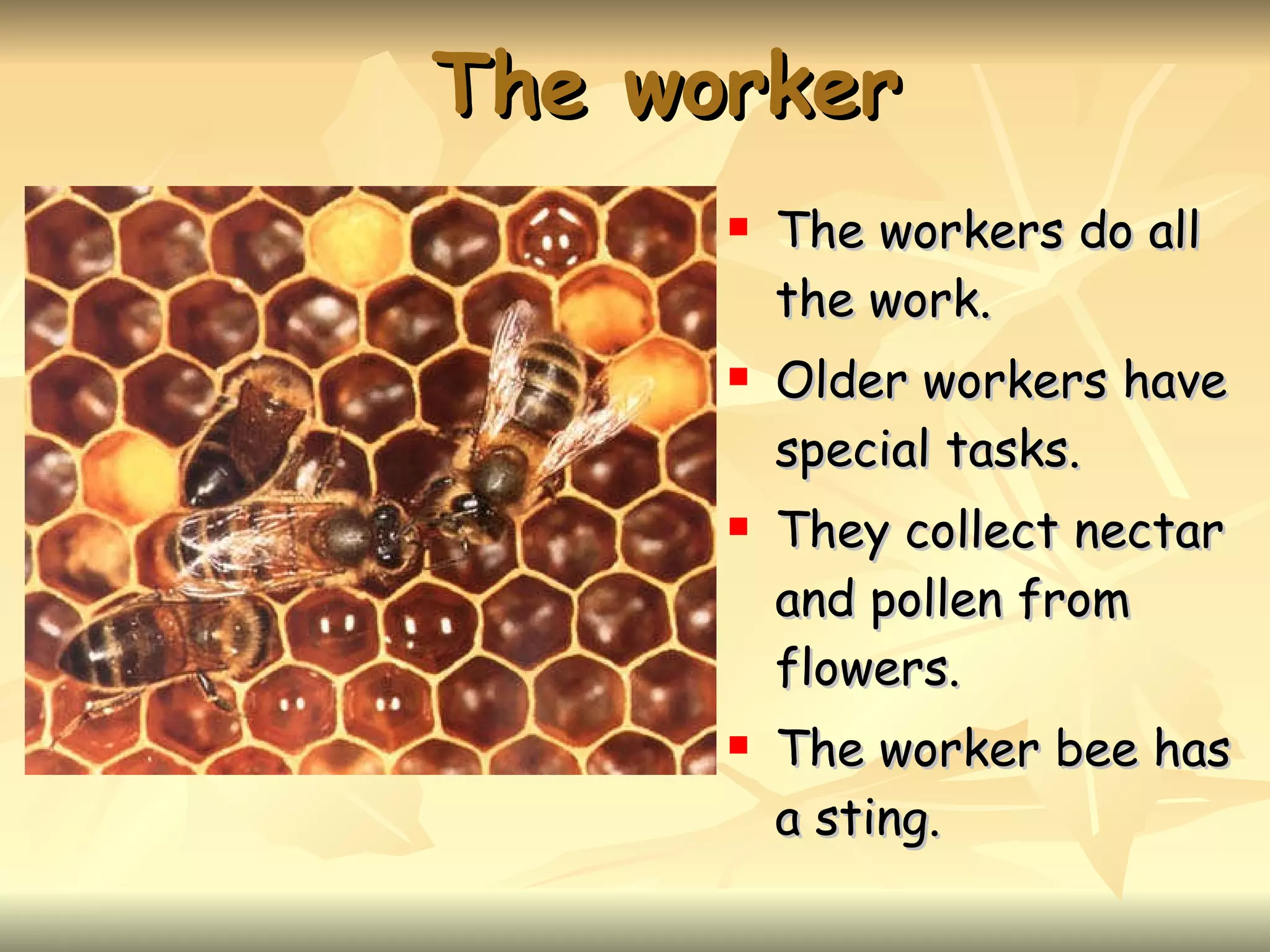 The worker The workers do all the work. Older workers have special tasks. They collect nectar and pollen from flowers. The worker bee has a sting.