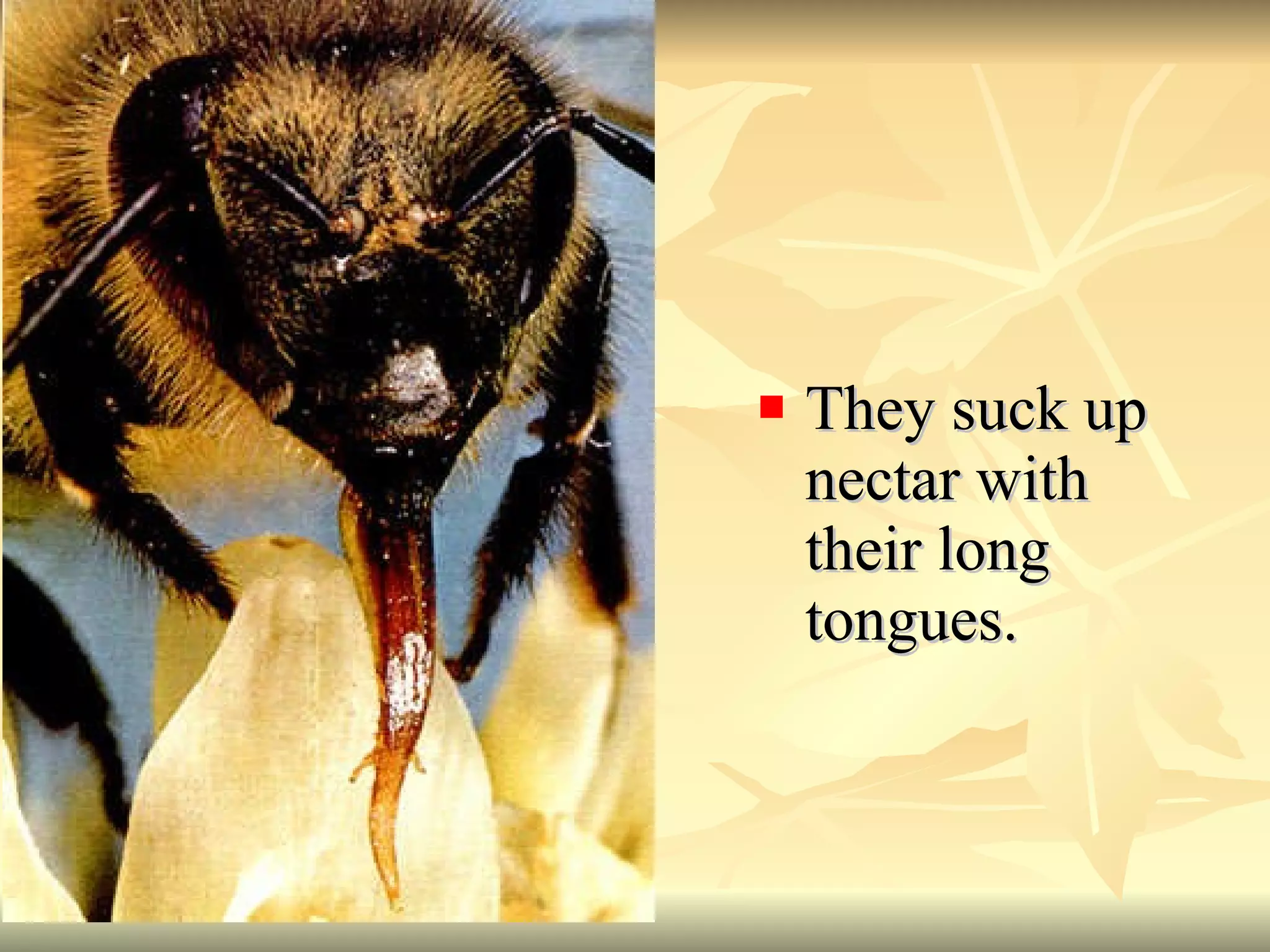 They suck up nectar with their long tongues.