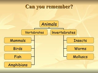 Can you remember? Animals Vertabrates I nvertebrates Mammals Birds Fish Insects Worms Molluscs Amphibians 