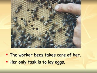 <ul><li>The worker bees takes care of her. </li></ul><ul><li>Her only task is to lay eggs. </li></ul>