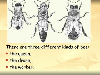 <ul><li>There are three different kinds of bee: </li></ul><ul><li>the queen, </li></ul><ul><li>the drone, </li></ul><ul><l...
