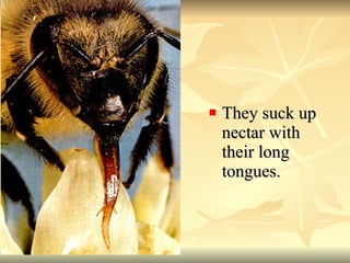 <ul><li>They suck up nectar with their long tongues. </li></ul>