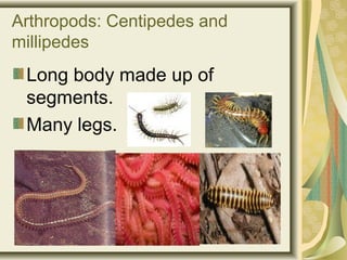 Arthropods: Centipedes and
millipedes
Long body made up of
segments.
Many legs.
 