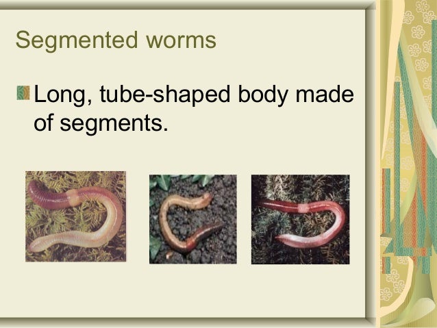 How Long Can Millipedes Live Without Food How Long Can Millipedes Live Without Food