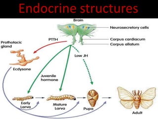 hormones of invertebrates