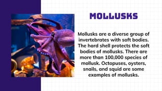 MOLLUSKS
Mollusks are a diverse group of
invertebrates with soft bodies.
The hard shell protects the soft
bodies of mollusks. There are
more than 100,000 species of
mollusk. Octopuses, oysters,
snails, and squid are some
examples of mollusks.
 