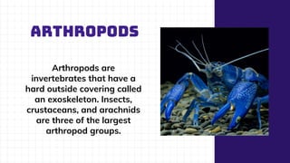 ARTHROPODS
Arthropods are
invertebrates that have a
hard outside covering called
an exoskeleton. Insects,
crustaceans, and arachnids
are three of the largest
arthropod groups.
 