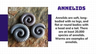 ANNELIDS
Annelids are soft, long-
bodied with no legs, and
flat or round bodies with
a head and a tail. There
are at least 20,000
species of annelids.
Worms are examples of
annelids.
 