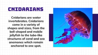 CNIDARIANS
Cnidarians are water
invertebrates. Cnidarians
come in a variety of
shapes and sizes, from the
bell-shaped and mobile
jellyfish to the tube-like
structures of coral and sea
anemones which remain
anchored to one spot.
 
