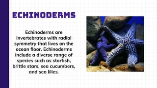 ECHINODERMS
Echinoderms are
invertebrates with radial
symmetry that lives on the
ocean floor. Echinoderms
include a diverse range of
species such as starfish,
brittle stars, sea cucumbers,
and sea lilies.
 