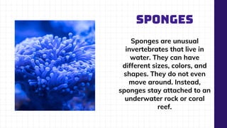 SPONGES
Sponges are unusual
invertebrates that live in
water. They can have
different sizes, colors, and
shapes. They do not even
move around. Instead,
sponges stay attached to an
underwater rock or coral
reef.
 