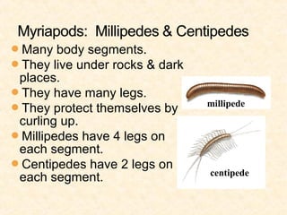Many body segments.
They live under rocks & dark
places.
They have many legs.
They protect themselves by
curling up.
Millipedes have 4 legs on
each segment.
Centipedes have 2 legs on
each segment.
millipede
centipede
 