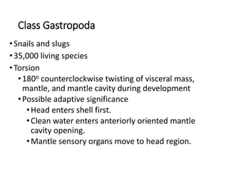 Class Gastropoda
•Snails and slugs
•35,000 living species
•Torsion
•180o counterclockwise twisting of visceral mass,
mantle, and mantle cavity during development
•Possible adaptive significance
•Head enters shell first.
•Clean water enters anteriorly oriented mantle
cavity opening.
•Mantle sensory organs move to head region.
 