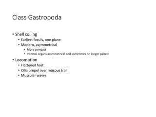 Class Gastropoda
• Shell coiling
• Earliest fossils, one plane
• Modern, asymmetrical
• More compact
• Internal organs asymmetrical and sometimes no longer paired
• Locomotion
• Flattened foot
• Cilia propel over mucous trail
• Muscular waves
 