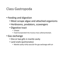 Class Gastropoda
• Feeding and digestion
• Most scrape algae and attached organisms
• Herbivores, predators, scavengers
• Digestive tract
• Ciliated
• Food incorporated into mucous mass called protostyle.
• Gas exchange
• One or two gills in mantle cavity
• Land snails (pulmonates)
• Mantle cavity richly vascular for gas exchange with air
 