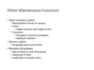 Other Maintenance Functions
• Open circulatory system
• Blood bathes tissues in sinuses.
• Heart
• Single ventricle and single auricle
• Functions
• Transports nutrients and gases
• Hydraulic skeleton
• Nervous system
• Six ganglia plus nerve cords
• Sensory structures
• Eyes at base or end of tentacles
• Statocysts in foot
• Osphradia in mantle cavity
 