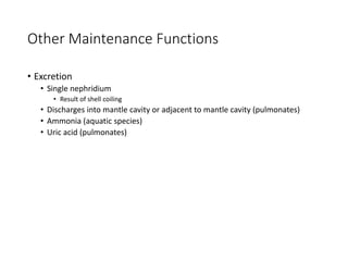 Other Maintenance Functions
• Excretion
• Single nephridium
• Result of shell coiling
• Discharges into mantle cavity or adjacent to mantle cavity (pulmonates)
• Ammonia (aquatic species)
• Uric acid (pulmonates)
 