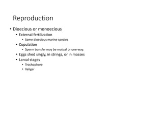 Reproduction
• Dioecious or monoecious
• External fertilization
• Some dioecious marine species
• Copulation
• Sperm transfer may be mutual or one-way.
• Eggs shed singly, in strings, or in masses
• Larval stages
• Trochophore
• Veliger
 