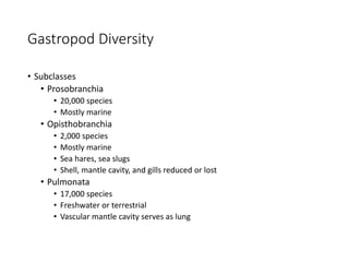 Gastropod Diversity
• Subclasses
• Prosobranchia
• 20,000 species
• Mostly marine
• Opisthobranchia
• 2,000 species
• Mostly marine
• Sea hares, sea slugs
• Shell, mantle cavity, and gills reduced or lost
• Pulmonata
• 17,000 species
• Freshwater or terrestrial
• Vascular mantle cavity serves as lung
 
