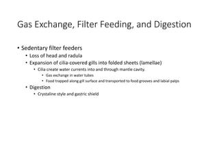Gas Exchange, Filter Feeding, and Digestion
• Sedentary filter feeders
• Loss of head and radula
• Expansion of cilia-covered gills into folded sheets (lamellae)
• Cilia create water currents into and through mantle cavity.
• Gas exchange in water tubes
• Food trapped along gill surface and transported to food grooves and labial palps
• Digestion
• Crystaline style and gastric shield
 