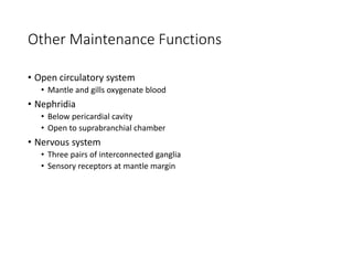 Other Maintenance Functions
• Open circulatory system
• Mantle and gills oxygenate blood
• Nephridia
• Below pericardial cavity
• Open to suprabranchial chamber
• Nervous system
• Three pairs of interconnected ganglia
• Sensory receptors at mantle margin
 