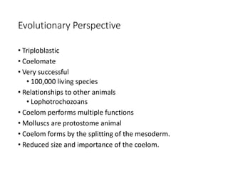 Evolutionary Perspective
• Triploblastic
• Coelomate
• Very successful
• 100,000 living species
• Relationships to other animals
• Lophotrochozoans
• Coelom performs multiple functions
• Molluscs are protostome animal
• Coelom forms by the splitting of the mesoderm.
• Reduced size and importance of the coelom.
 