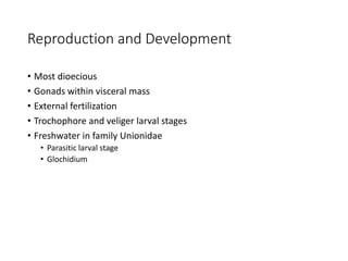 Reproduction and Development
• Most dioecious
• Gonads within visceral mass
• External fertilization
• Trochophore and veliger larval stages
• Freshwater in family Unionidae
• Parasitic larval stage
• Glochidium
 