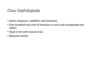 Class Cephalopoda
• Squid, octopuses, cuttlefish, and nautiluses
• Foot modified into circle of tentacles or arms and incorporated into
siphon
• Head in line with visceral mass
• Muscular mantle
 
