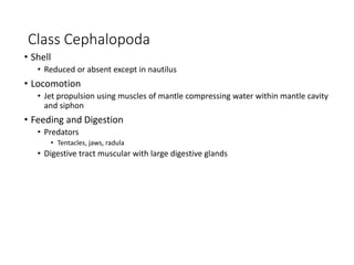 Class Cephalopoda
• Shell
• Reduced or absent except in nautilus
• Locomotion
• Jet propulsion using muscles of mantle compressing water within mantle cavity
and siphon
• Feeding and Digestion
• Predators
• Tentacles, jaws, radula
• Digestive tract muscular with large digestive glands
 
