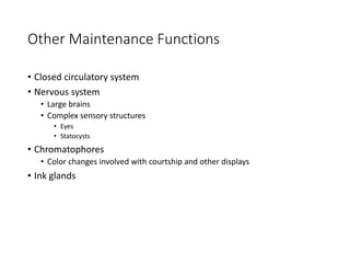 Other Maintenance Functions
• Closed circulatory system
• Nervous system
• Large brains
• Complex sensory structures
• Eyes
• Statocysts
• Chromatophores
• Color changes involved with courtship and other displays
• Ink glands
 