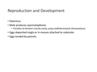 Reproduction and Development
• Dioecious
• Male produces spermatophores
• Transfers to female’s mantle cavity using modified tentacle (hectocotylus)
• Eggs deposited singly or in masses attached to substrate.
• Eggs tended by parents.
 