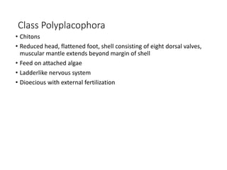 Class Polyplacophora
• Chitons
• Reduced head, flattened foot, shell consisting of eight dorsal valves,
muscular mantle extends beyond margin of shell
• Feed on attached algae
• Ladderlike nervous system
• Dioecious with external fertilization
 